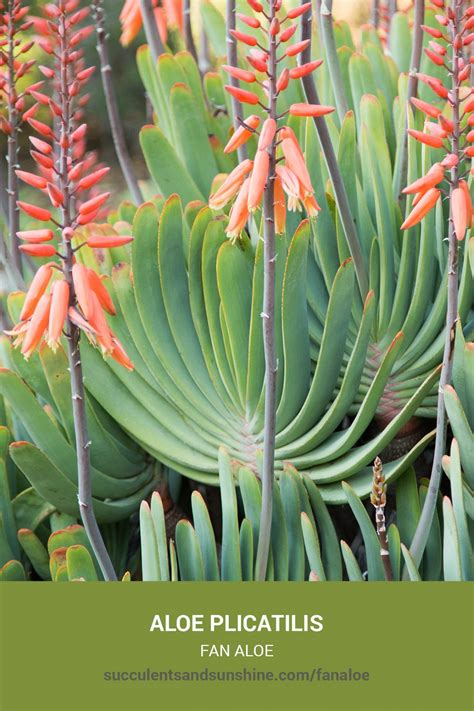 Aloe Plicatilis Fan Aloe Succulents And Sunshine