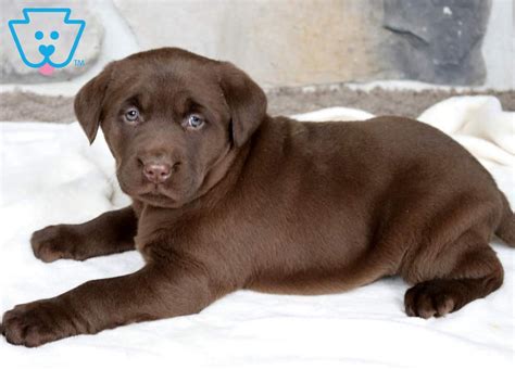Chocolate labrador retrievers puppy pictures, family lab photos, everything about chocolate lab puppies. Tia | Labrador Retriever - Chocolate Puppy For Sale | Keystone Puppies