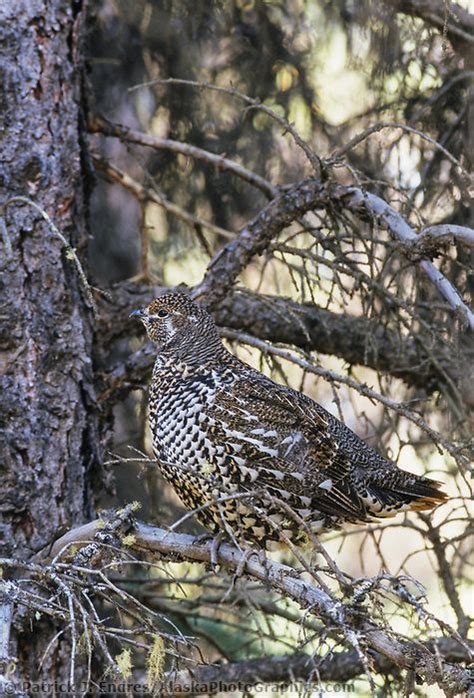 Spruce Grouse Perched In A Spruce Tree