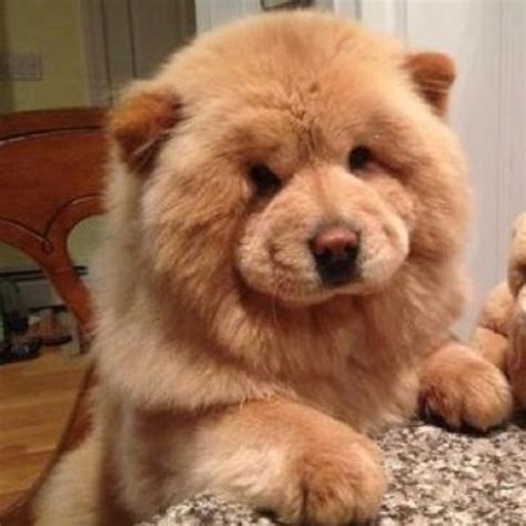 50 Best Ideas For Coloring Stuffed Animals That Look Like Your Pet