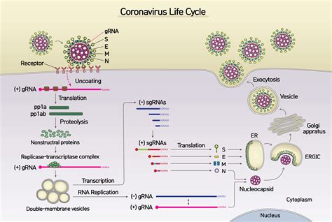 We did not find results for: New coronavirus (SARS-CoV-2) mapped out