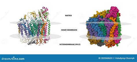 Structure Of Human Cytochrome C Oxidase Stock Illustration