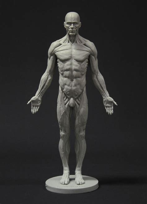 Male Full Ecorche Reference Figure By 3dtotal Staff 700px X 970px Man Anatomy Human Anatomy