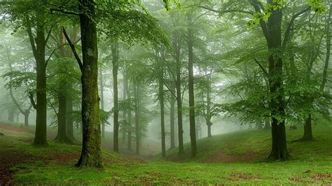 Hd Wallpaper Misty Forest Trees Plant Land Fog Tranquility