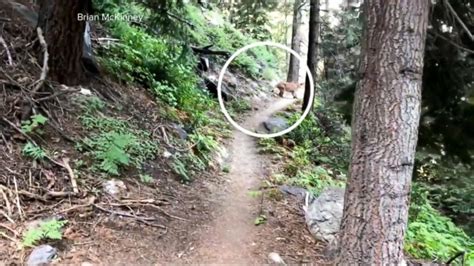 These include bonus free miles, merchandise for sale, and more. 2 hikers cross paths with mountain lion at Sequoia ...