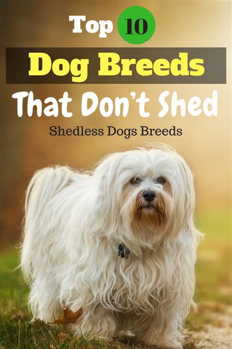These Breeds Come In All Shapes And Sizes So Whether You Prefer A
