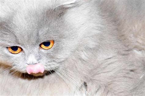 British Shorthair Cat Close Up Portrait Stock Image Image Of Green