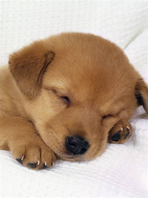 Baby Dog Wallpapers Photos