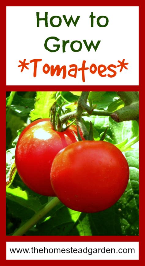 How To Grow Tomatoes The Homestead Garden The