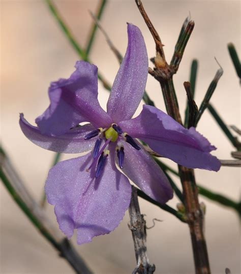 We deliver flowers australia wide, safely and securely, with our quality network of hand picked australian florists. Chocolate Lily (Athropodium strictum) | Day lilies ...