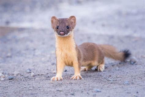 What Do Weasels Eat Diet And Facts In 2022 North America Mammals
