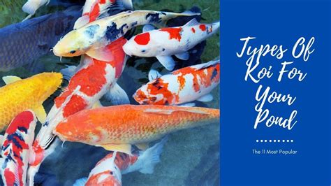 The 11 Most Popular Types Of Koi For Your Pond Aquariumstoredepot