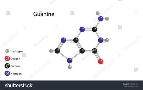 Guanine Molecular Structure Vector Design Stock Vector Royalty Free 1303882909 Shutterstock