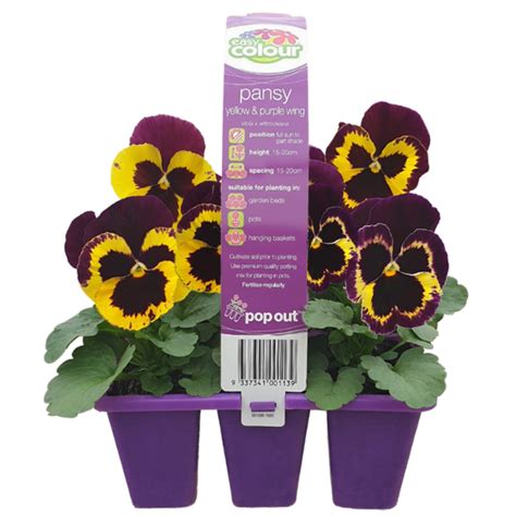 Pansy Yellow And Purple Wing