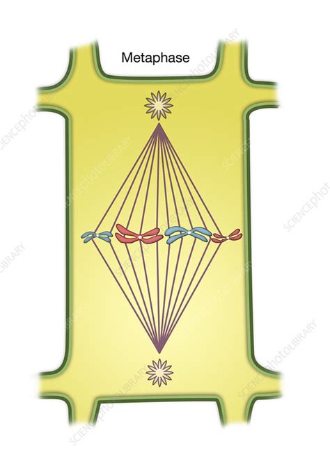 Part one of this series looked at the cycles within cycles that make up the existence of a cell. Metaphase of Mitosis, illustration - Stock Image - C028 ...