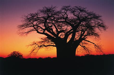 baobab tree in the limpopo province south africa le baobab baobab tree best sunset sunrise