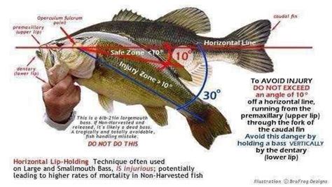 Proper Way To Hold Bass Infographic Bassfishing