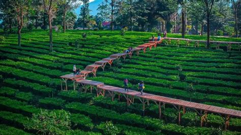 Wisata Bogor Tea Bridge Kebun Teh Gunung Mas Puncak Kotomono Co