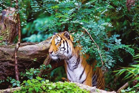 Animal Care Organization Grants Rs1 Crore To Rajasthan Forest