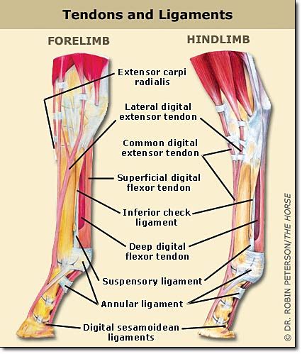 Although scarring depends on the quality and quantity of the injured tissues, it can be. Horse Leg Anatomy - Learn Everything You Did Not Know ...