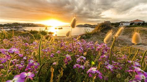 Alps Flowers Sunset Wallpapers Top Free Alps Flowers Sunset
