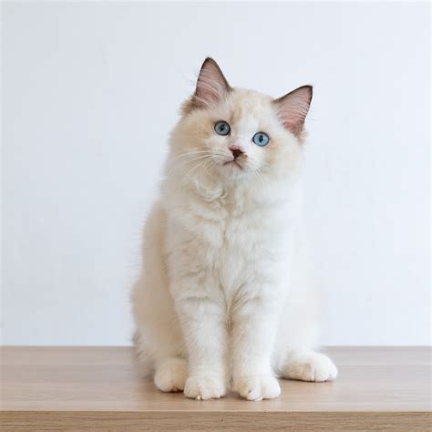 White Ragdoll Kitten