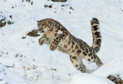 10 Snow Leopard Facts The Spirit Of The Mounains Top10hq