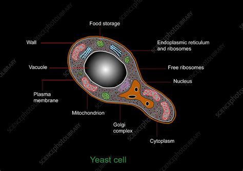 Similarly, the protocols for arabidopsis roots and maize leaf samples can be adapted to other plant species. Yeast cell, artwork - Stock Image - C009/1715 - Science ...