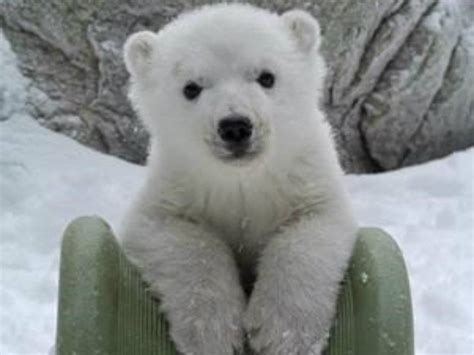 Inquinteca Toronto Zoo Polar Bear Cub Born On Remembrance Day 2015