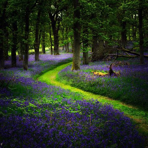 Bluebell Pathouldm01 On Flickr Photo Sharing Beautiful World