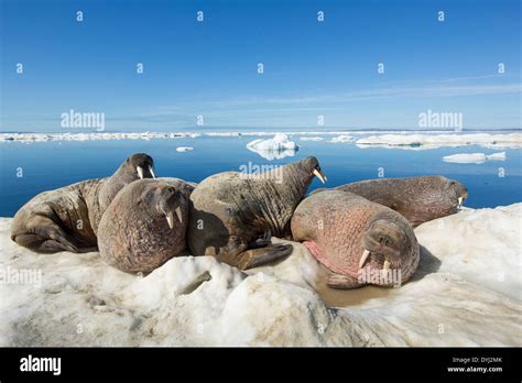 Canada Nunavut Territory Walrus Herd Odobenus Rosmarus Resting On