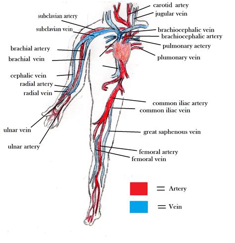 Arteries Diagram