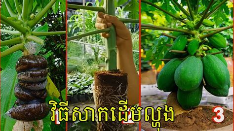 វធសកដមលហង How to graft papaya tree កសកមមថងសមរក YouTube