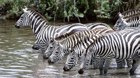 Hd Wallpaper Group Of Zebras Water Drink Thirst Herd Wildlife
