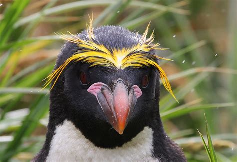 Details Macaroni Penguin Birdguides