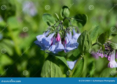 Blooming Bluebells Stock Image Image Of Green Nature 276129841