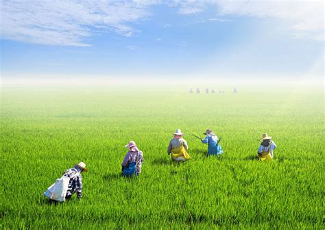 Regular schedule like a 9 to 5. Thai-German Climate Programme - Agriculture - German ...