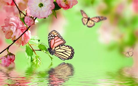 Wallpaper Pink Flowers Blossom Spring Butterfly Water Reflection