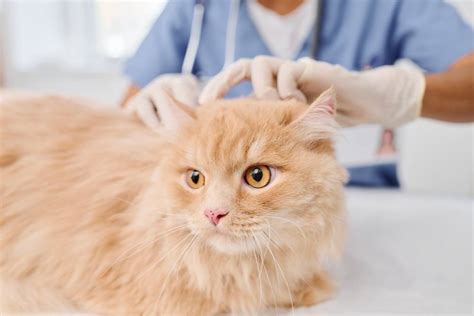 Sebaceous Cysts In Cats Causes Symptoms And Treatment