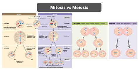 Chiasma Form During Meiosis I But Not During Mitosis