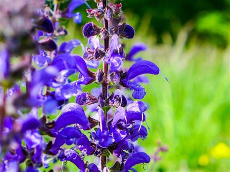 Wonderful Deep Blue Flowers From Meadow Sage Stock Image Image Of