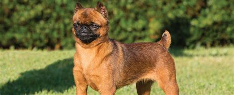 brussels griffon dog breed profile petfinder
