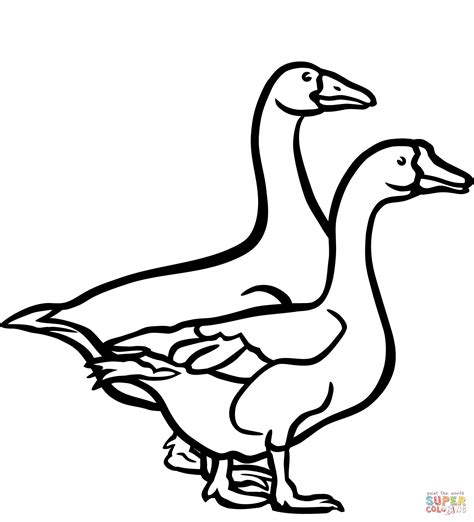 Download Two Geese coloring page | Free Printable Coloring Pages