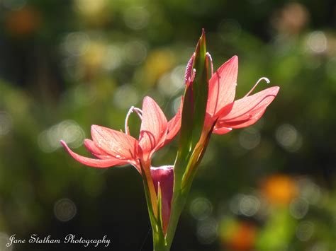 River Lily Or Crimson Flag Lily ~ Hesperantha Coccinea Flickr