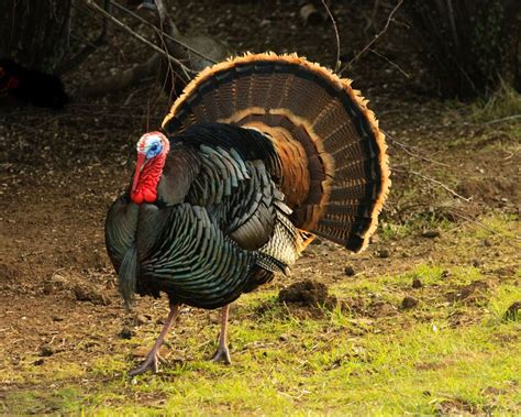 10 Terrific Turkey Facts Live Science