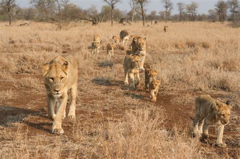 Lion Armies The Mega Prides Of Singita Kruger National