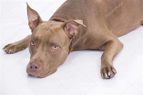 ¿cuántas horas estás fuera de casa? perro Pitbull en el suelo sobre fondo blanco — Fotos de ...