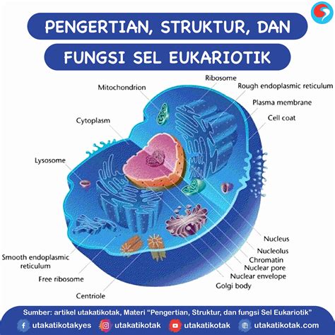 Organel Sel Yang Berfungsi Sebagai Tempat Berlangsungnya - Data Dikdasmen