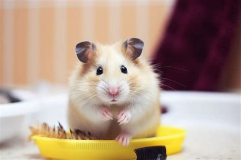 Hamster Grooming Tips Keeping Hamsters Clean And Healthy