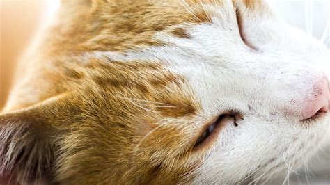 Free Images : ear, facial expression, yawn, nap, close up ...